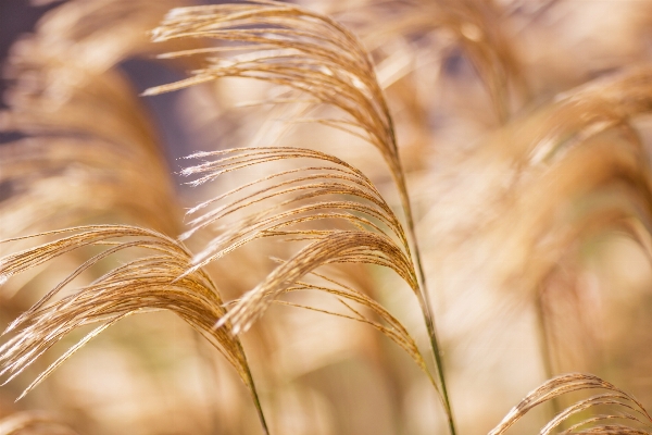 Zdjęcie Krajobraz woda natura trawa