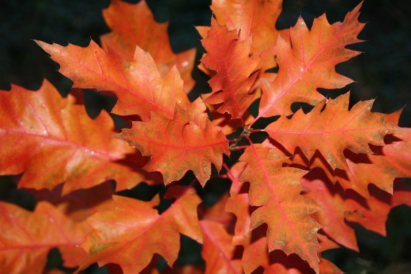 Photo Arbre usine feuille fleur