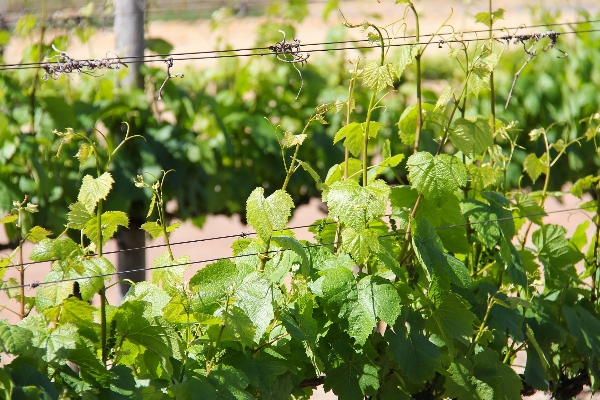 Plant grape vine vineyard Photo