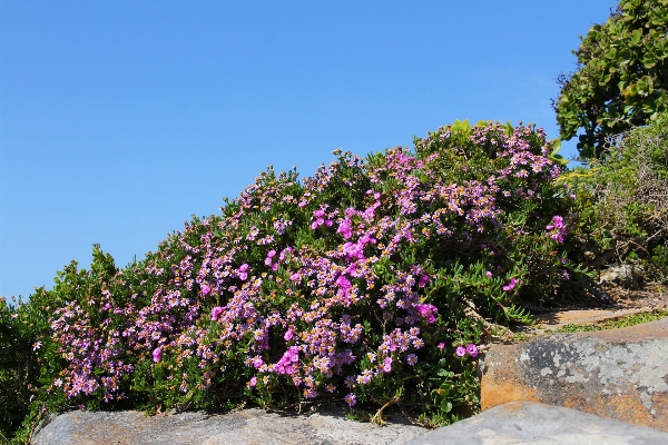 ビーチ 海洋 花 植物 写真