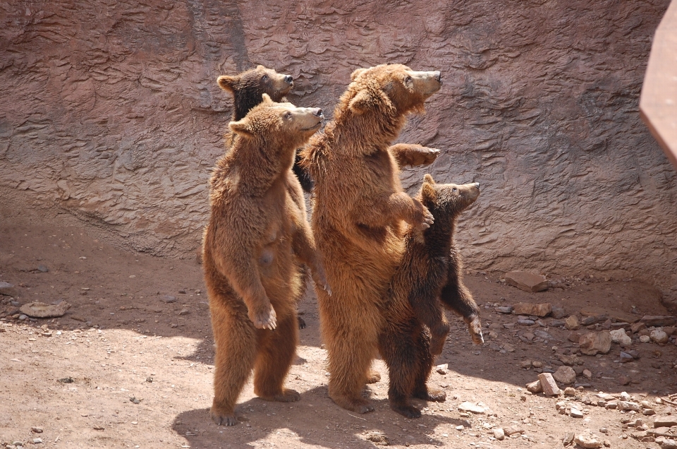 Nature animal wildlife zoo