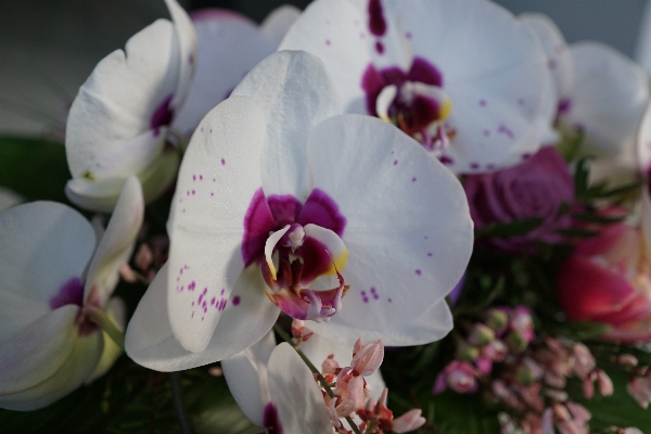 Blossom plant flower petal Photo