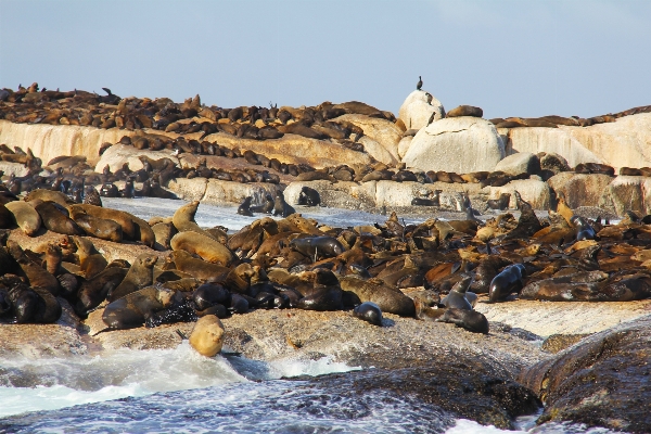 Foto Lanskap laut pesisir rock