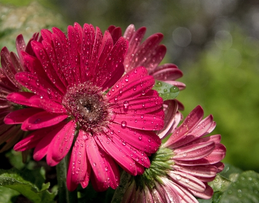 Water blossom dew plant Photo