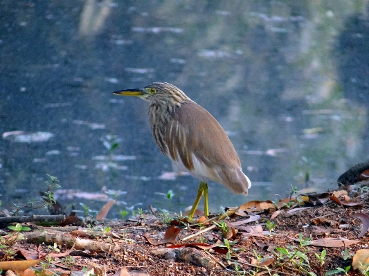 Foto Alam burung margasatwa paruh