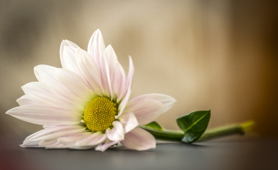 Nature fleurir usine blanc