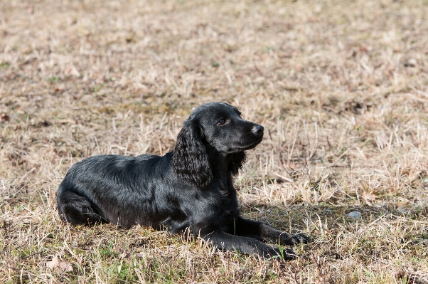 Foto Doce cachorro mamífero spaniel
