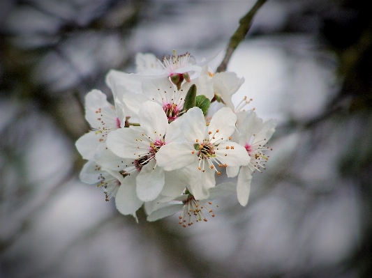 Tree nature branch blossom Photo