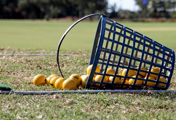 Grass sport lawn play Photo