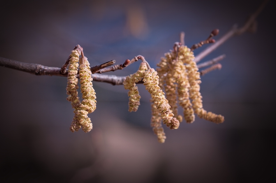 Drzewo natura oddział zima