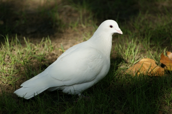 自然 草 鳥 羽 写真