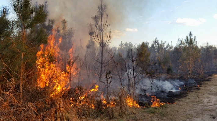 Forest fire natural disaster department Photo