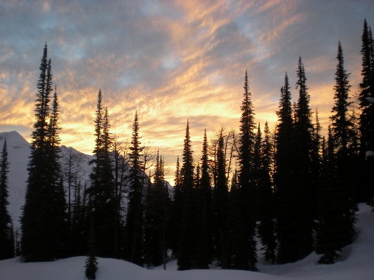 Landscape tree mountain snow Photo