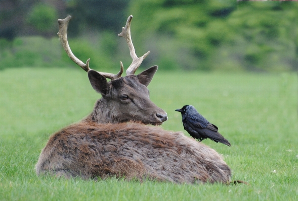 Prairie wildlife deer mammal Photo