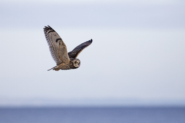 Bird wing beak hawk Photo