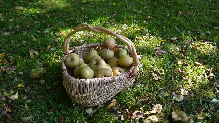 Baum anlage frucht fallen Foto