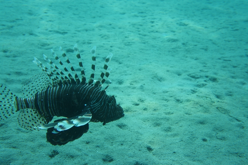 Laut menyelam bawah air biologi