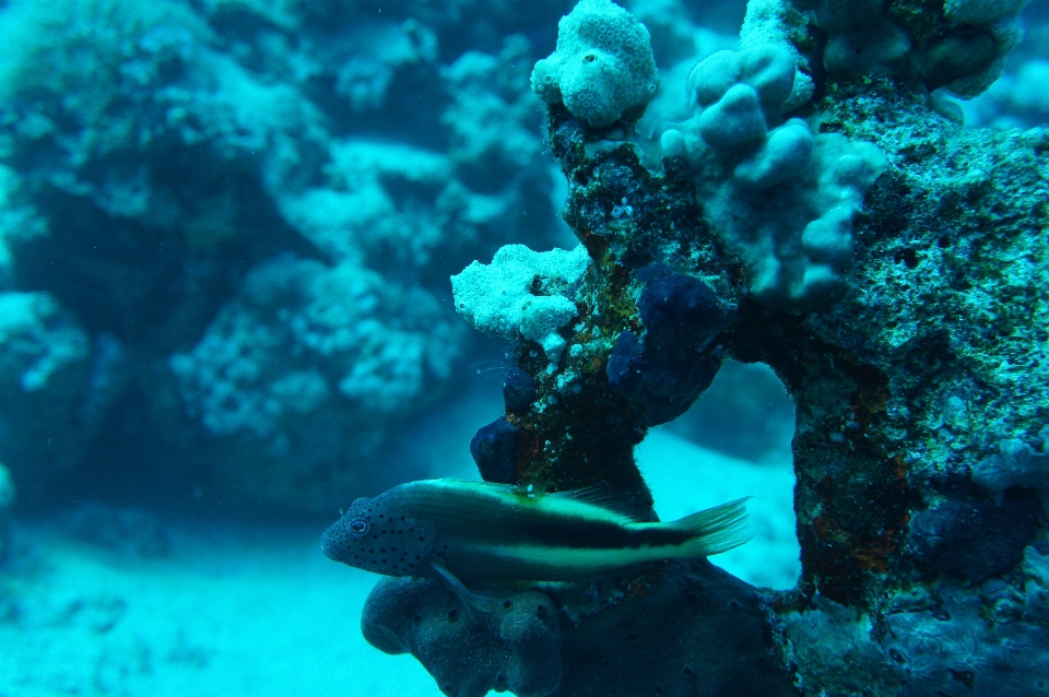 море океан дайвинг под водой