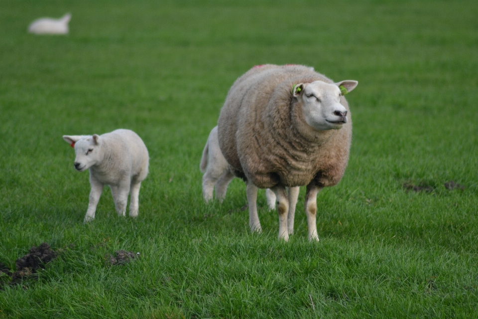 Grass field farm meadow