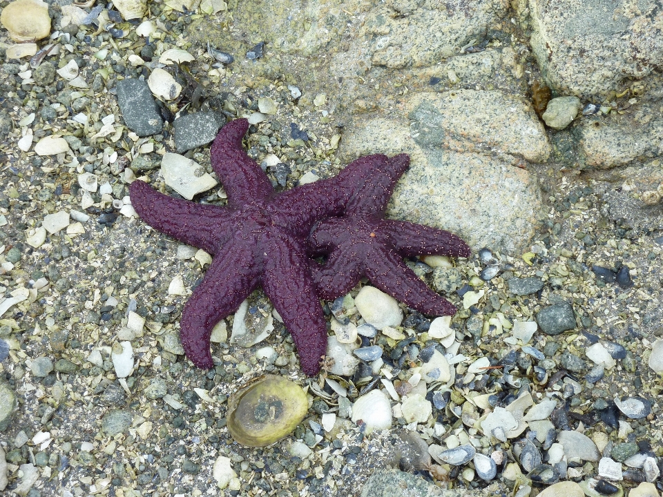 Pantai alam biologi fauna