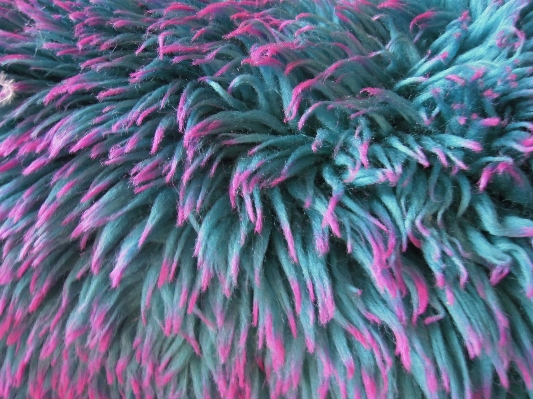 Flower fur blue pink Photo