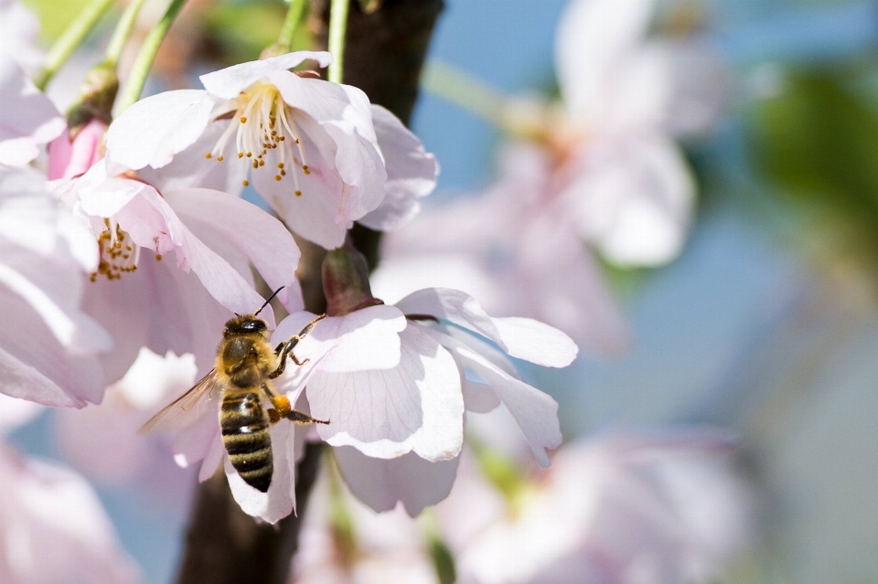 Zweig blüte anlage fotografie