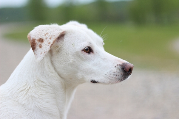 Weiss hund porträt säugetier Foto