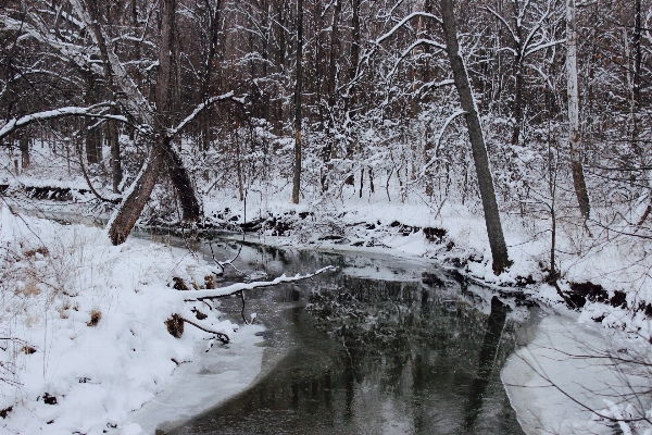 Landscape tree water nature Photo