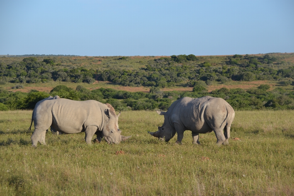 Pradera
 aventura animal fauna silvestre