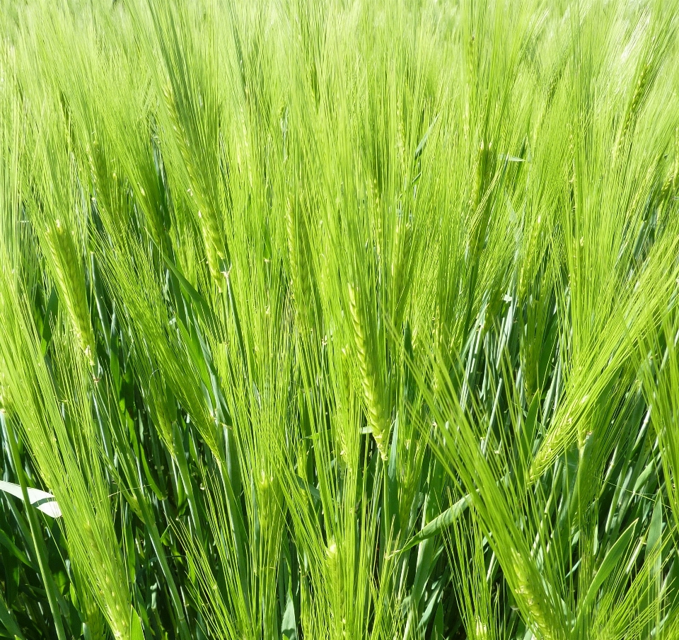 Nature grass plant field