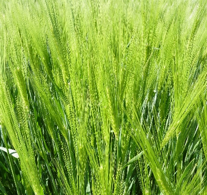 Nature grass plant field Photo