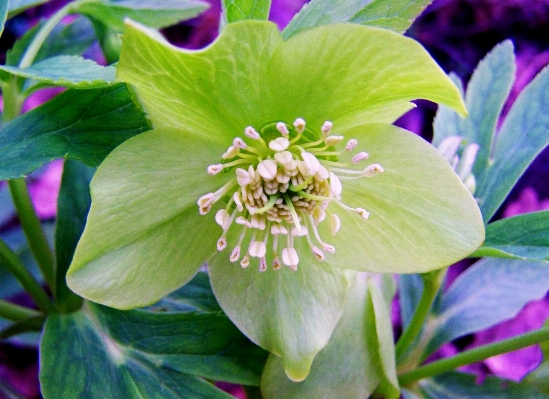 Blossom plant flower petal Photo