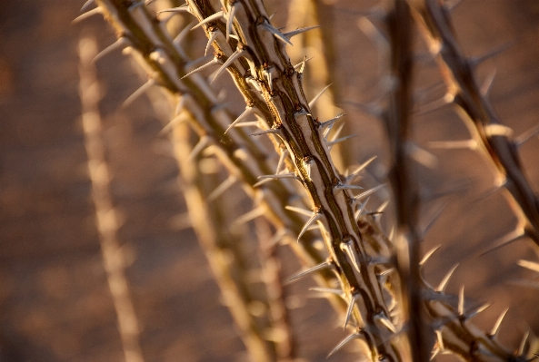 Foto Natureza filial cacto
 plantar