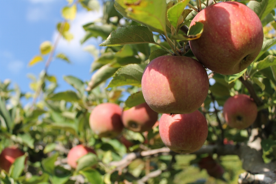 Apple drzewo natura trawa