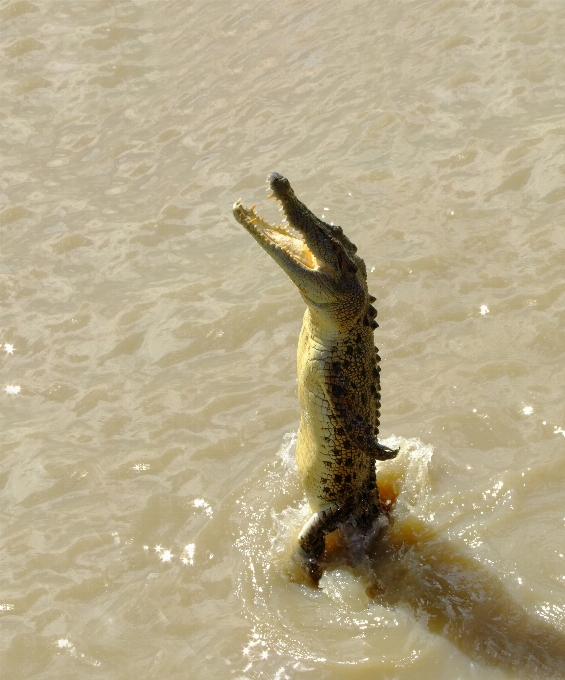 水 自然 動物 川