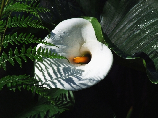 Nature bird plant white Photo