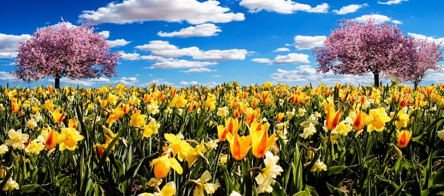 Blossom plant sky field Photo