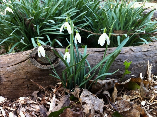 Nature grass blossom winter Photo