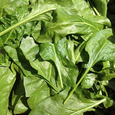 Plant leaf food produce Photo