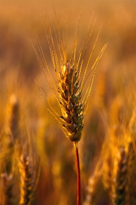 Landscape nature grass plant Photo