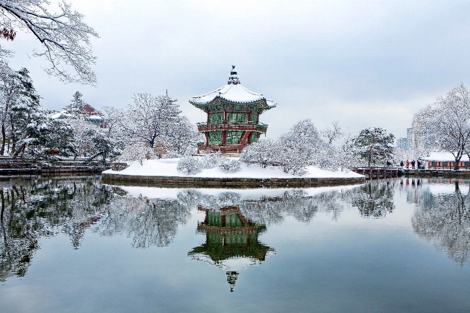 Albero acqua nevicare inverno