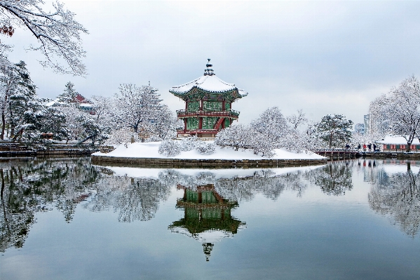 Foto Albero acqua nevicare inverno