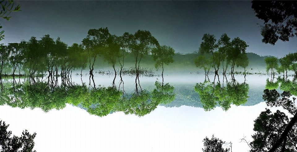 風景 木 水 自然