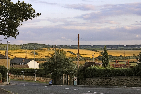 Landscape tree road farm Photo