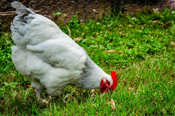 Grass bird white farm Photo