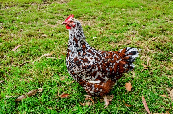 Foto Grama pássaro fazenda prado
