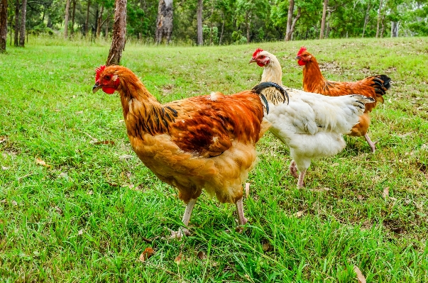 草 鳥 分野 農場 写真