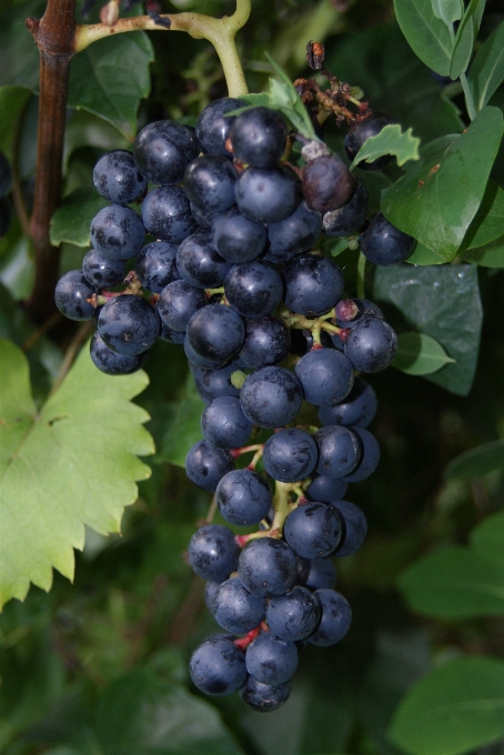 Plantar uva vine vinho