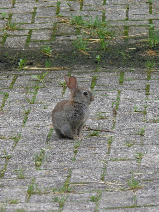 Nature herbe mignon faune