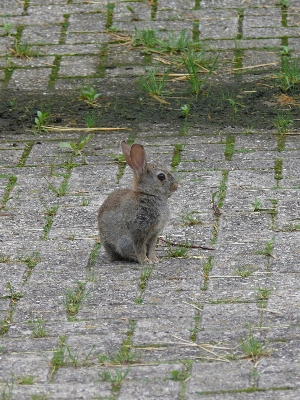 Nature grass cute wildlife Photo